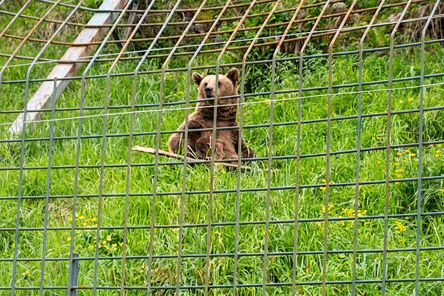 Cercado de osos Buyera